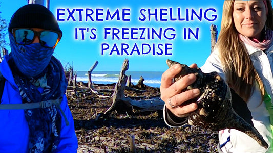 Extreme Shelling UNCUT SHELLEBRITY EDTION!!!