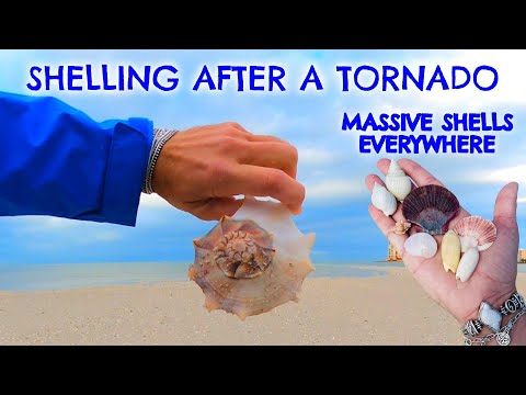 SHELLING AFTER A TORNADO!!