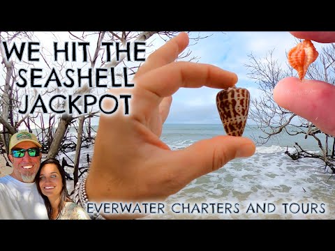 We hit the Seashell Jackpot!