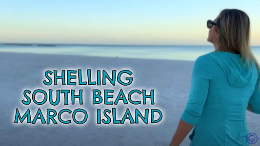 Shelling South Beach Marco Island