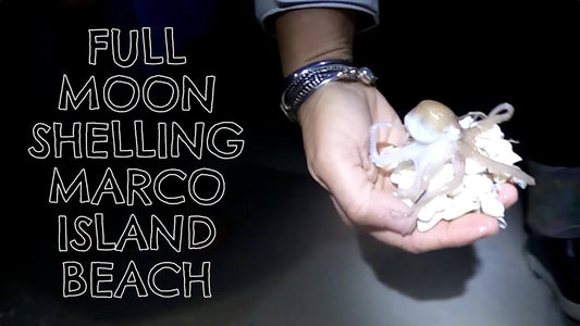 Full Moon Shelling Marco Island Beach