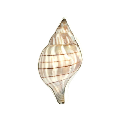 Banded Tulip Veiled Bail Pendant